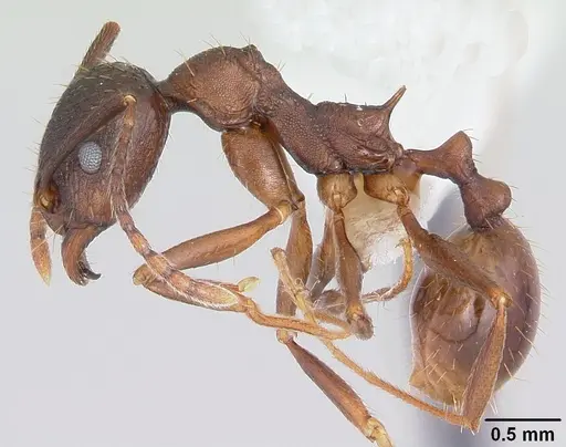 Aphaenogaster fulva specimen CASENT0104859 image casent0104859_3