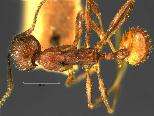 Aphaenogaster fulva specimen CASENT0105670 image casent0105670_1