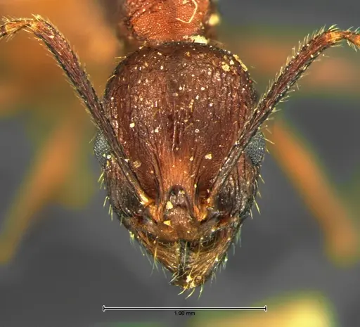 Aphaenogaster fulva specimen CASENT0105670 image casent0105670_2