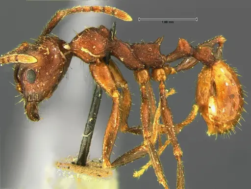 Aphaenogaster fulva specimen CASENT0105670 image casent0105670_3
