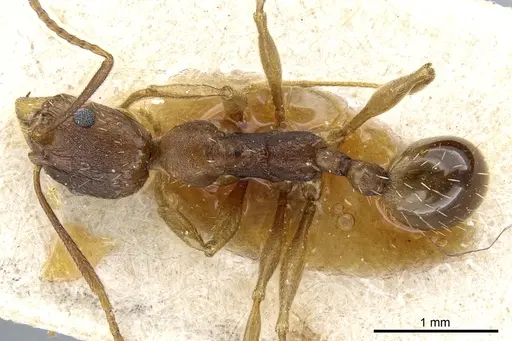 Aphaenogaster fulva specimen CASENT0904167 image casent0904167_1