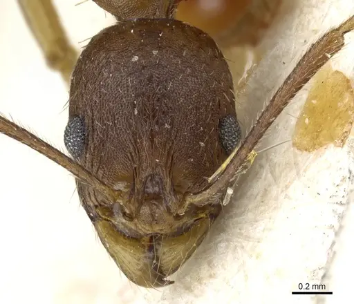 Aphaenogaster fulva specimen CASENT0904167 image casent0904167_2