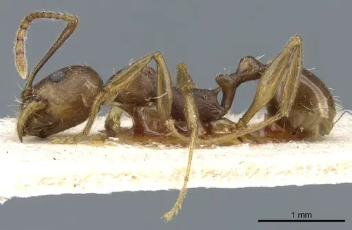 Aphaenogaster fulva specimen CASENT0904167 image casent0904167_3