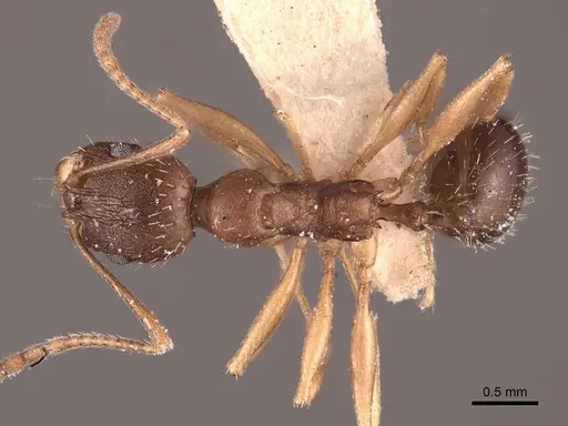 Aphaenogaster fulva specimen FMNHINS0000049614 image fmnhins0000049614_1