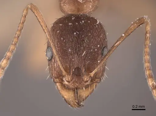 Aphaenogaster fulva specimen FMNHINS0000049614 image fmnhins0000049614_2