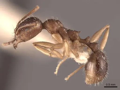 Aphaenogaster fulva specimen FMNHINS0000049614 image fmnhins0000049614_3