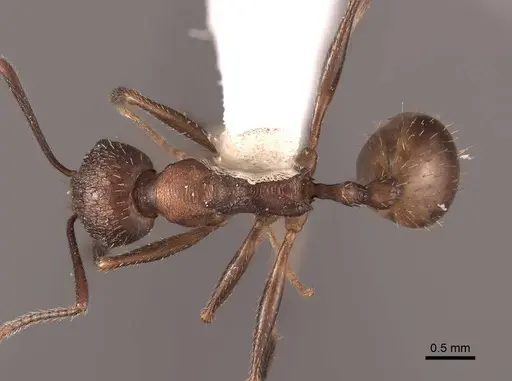 Aphaenogaster fulva specimen FMNHINS0000062926 image fmnhins0000062926_1