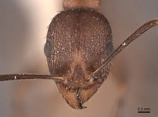 Aphaenogaster fulva specimen FMNHINS0000062926 image fmnhins0000062926_2