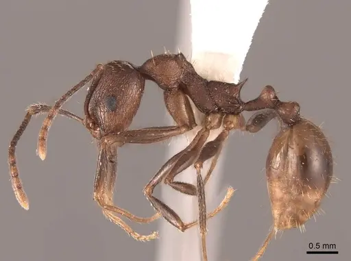 Aphaenogaster fulva specimen FMNHINS0000062926 image fmnhins0000062926_3