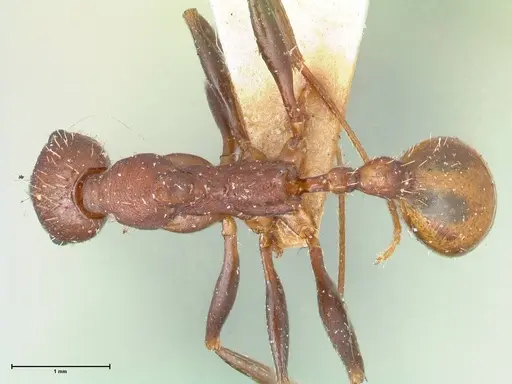 Aphaenogaster fulva specimen FOCOL1231 image focol1231_1