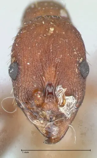 Aphaenogaster fulva specimen FOCOL1231 image focol1231_2