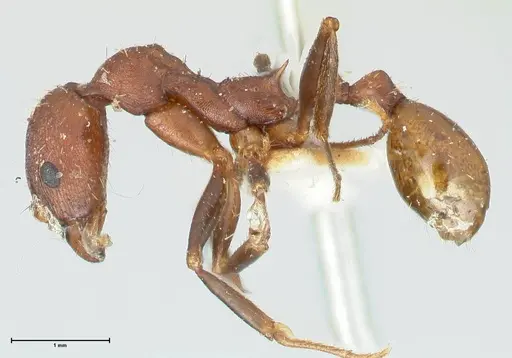 Aphaenogaster fulva specimen FOCOL1231 image focol1231_3