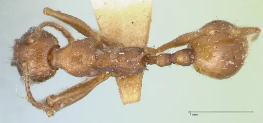 Aphaenogaster fulva specimen FOCOL1232 image focol1232_1