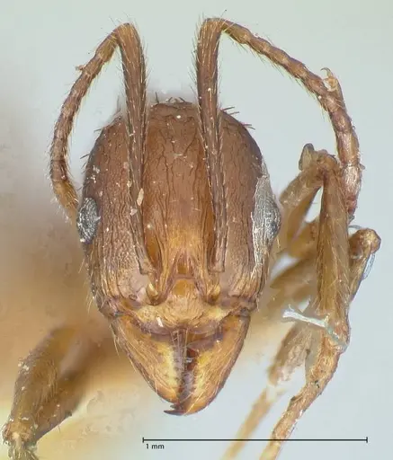 Aphaenogaster fulva specimen FOCOL1232 image focol1232_2