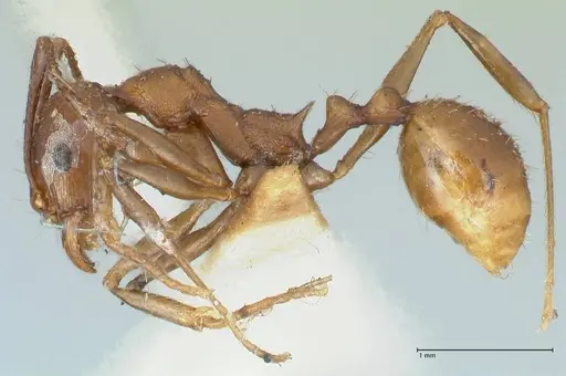 Aphaenogaster fulva specimen FOCOL1232 image focol1232_3