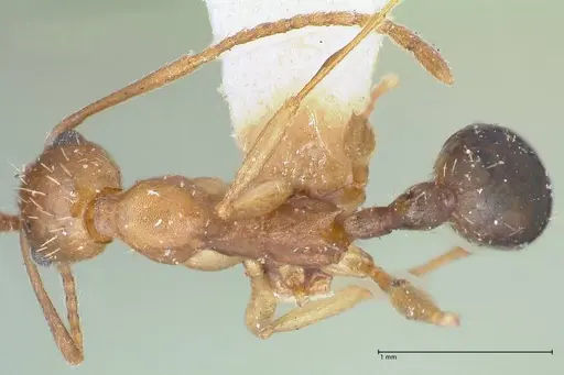 Aphaenogaster fulva specimen FOCOL1233 image focol1233_1