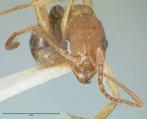 Aphaenogaster fulva specimen FOCOL1233 image focol1233_2