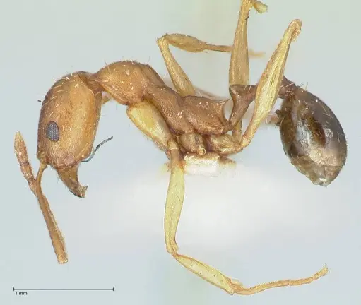 Aphaenogaster fulva specimen FOCOL1233 image focol1233_3