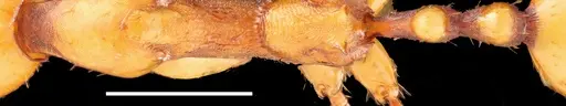 Aphaenogaster gamagumayaa specimen MMANT001 image mmant001_1