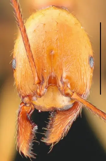 Aphaenogaster gamagumayaa specimen MMANT001 image mmant001_2