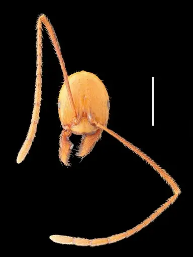 Aphaenogaster gamagumayaa specimen MMANT001 image mmant001_3