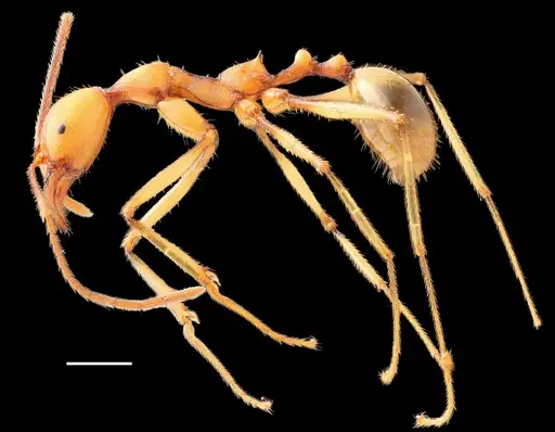 Aphaenogaster gamagumayaa specimen MMANT001 image mmant001_4