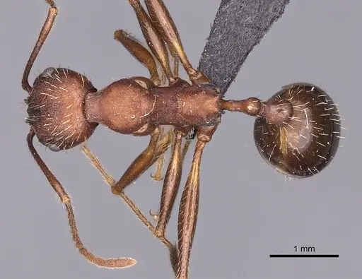 Aphaenogaster geei specimen CASENT0900456 image casent0900456_1