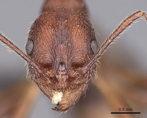Aphaenogaster geei specimen CASENT0900456 image casent0900456_2