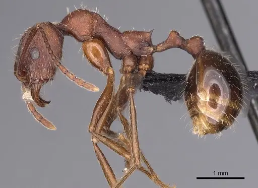 Aphaenogaster geei specimen CASENT0900456 image casent0900456_3