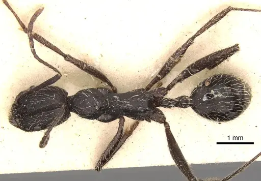 Aphaenogaster gemella specimen CASENT0280968 image casent0280968_1