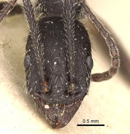Aphaenogaster gemella specimen CASENT0280968 image casent0280968_2