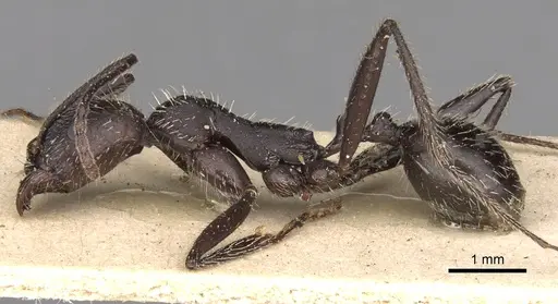 Aphaenogaster gemella specimen CASENT0280968 image casent0280968_3