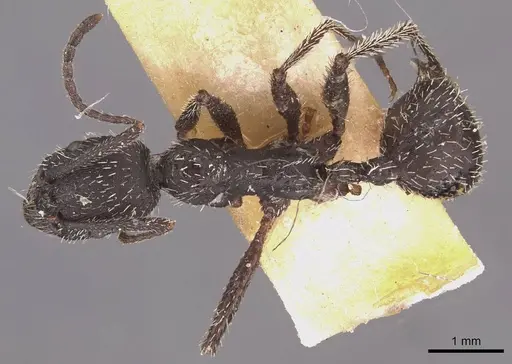 Aphaenogaster gemella specimen CASENT0907705 image casent0907705_1