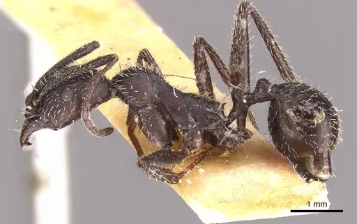 Aphaenogaster gemella specimen CASENT0907705 image casent0907705_3
