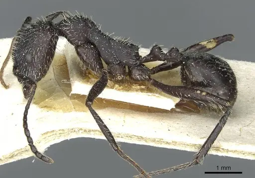Aphaenogaster gemella specimen CASENT0913114 image casent0913114_3