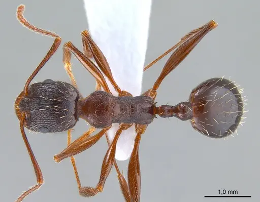 Aphaenogaster gibbosa specimen ANTWEB1008051 image antweb1008051_1