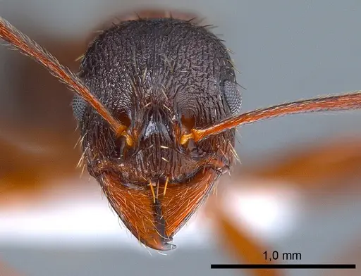 Aphaenogaster gibbosa specimen ANTWEB1008051 image antweb1008051_2