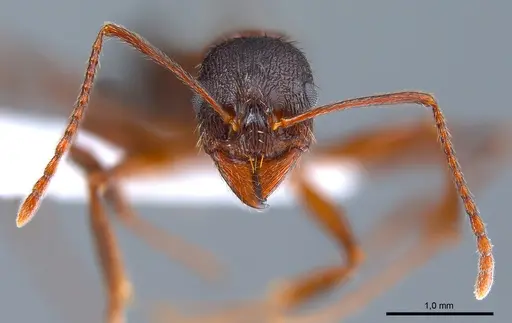 Aphaenogaster gibbosa specimen ANTWEB1008051 image antweb1008051_3