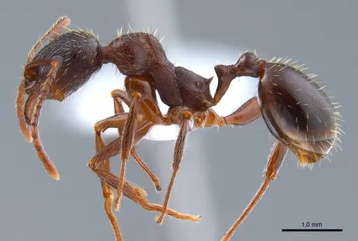 Aphaenogaster gibbosa specimen ANTWEB1008051 image antweb1008051_4