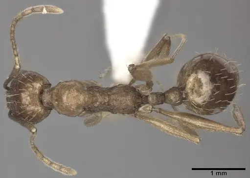 Aphaenogaster gibbosa specimen CASENT0246581 image casent0246581_1