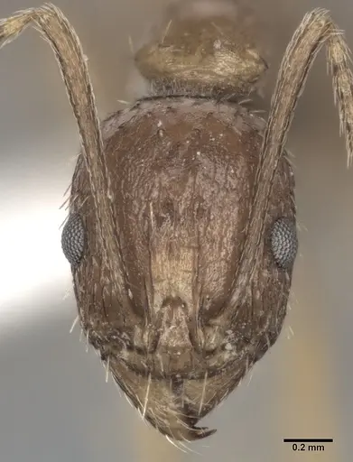 Aphaenogaster gibbosa specimen CASENT0246581 image casent0246581_2