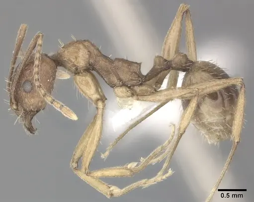 Aphaenogaster gibbosa specimen CASENT0246581 image casent0246581_3