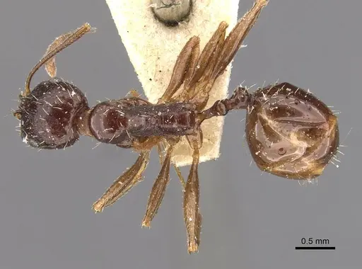Aphaenogaster gibbosa specimen CASENT0907684 image casent0907684_1