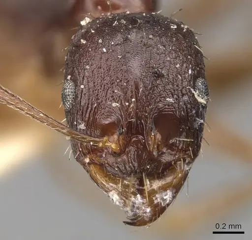 Aphaenogaster gibbosa specimen CASENT0907684 image casent0907684_2