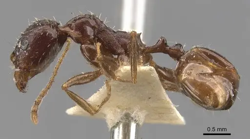 Aphaenogaster gibbosa specimen CASENT0907684 image casent0907684_3