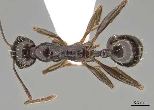 Aphaenogaster gibbosa specimen CASENT0914409 image casent0914409_1