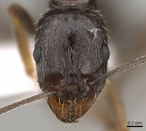 Aphaenogaster gibbosa specimen CASENT0914409 image casent0914409_2