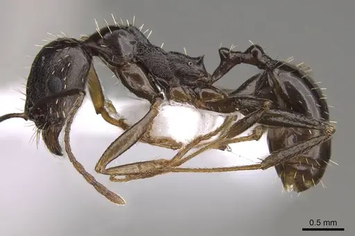 Aphaenogaster gibbosa specimen CASENT0914409 image casent0914409_3