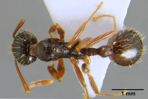 Aphaenogaster gibbosa specimen CFH000011 image cfh000011_1