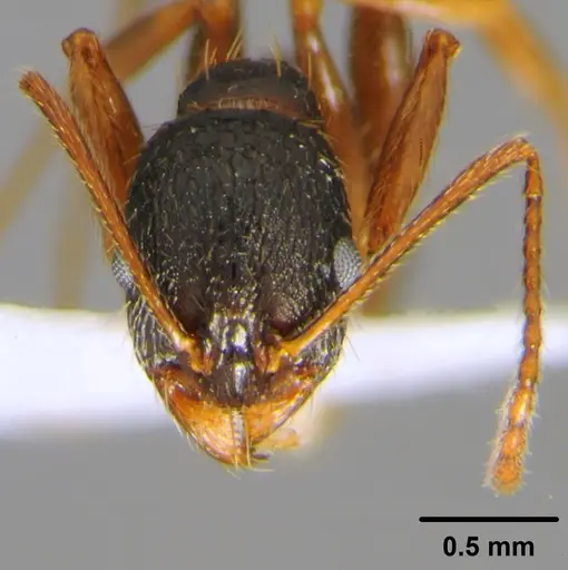 Aphaenogaster gibbosa specimen CFH000011 image cfh000011_2